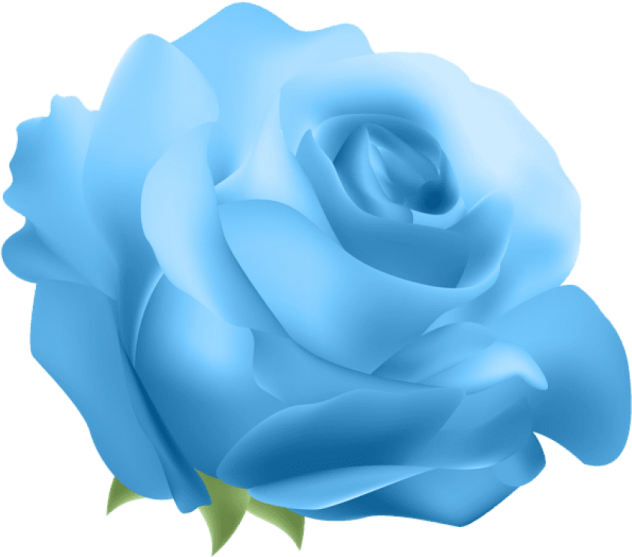 a blue rose on a white background