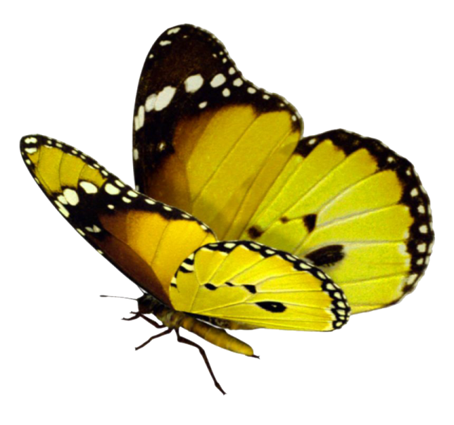 a yellow butterfly on a white background