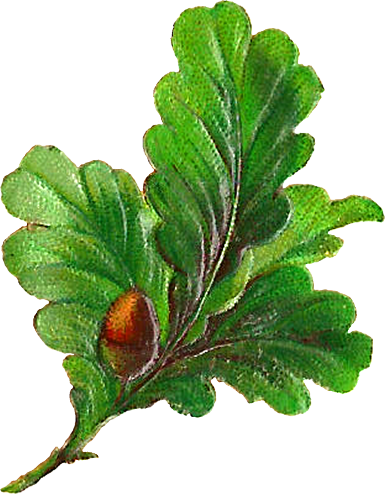 a green leaf with brown spots on it