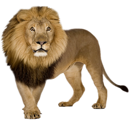a lion standing on a white background