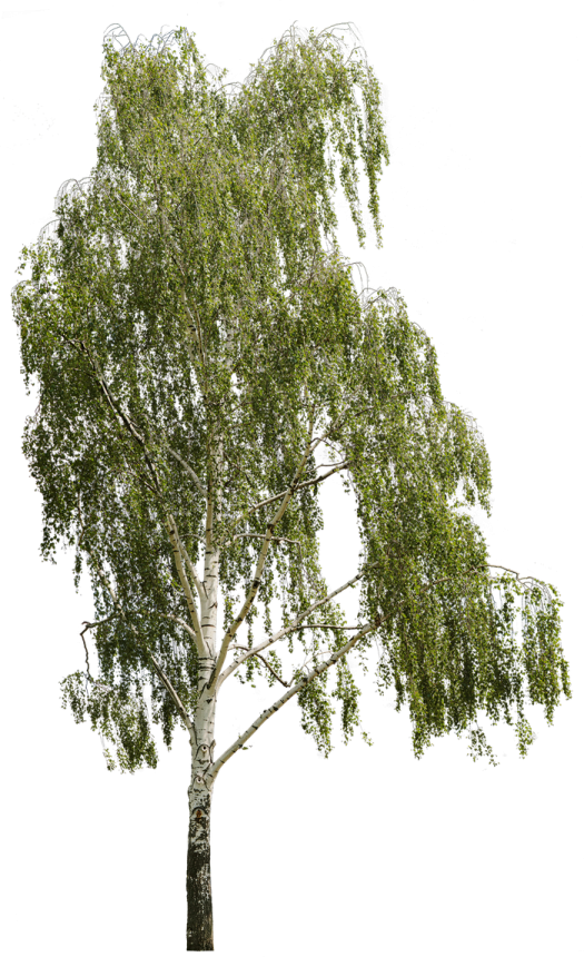 a white birch tree with green leaves