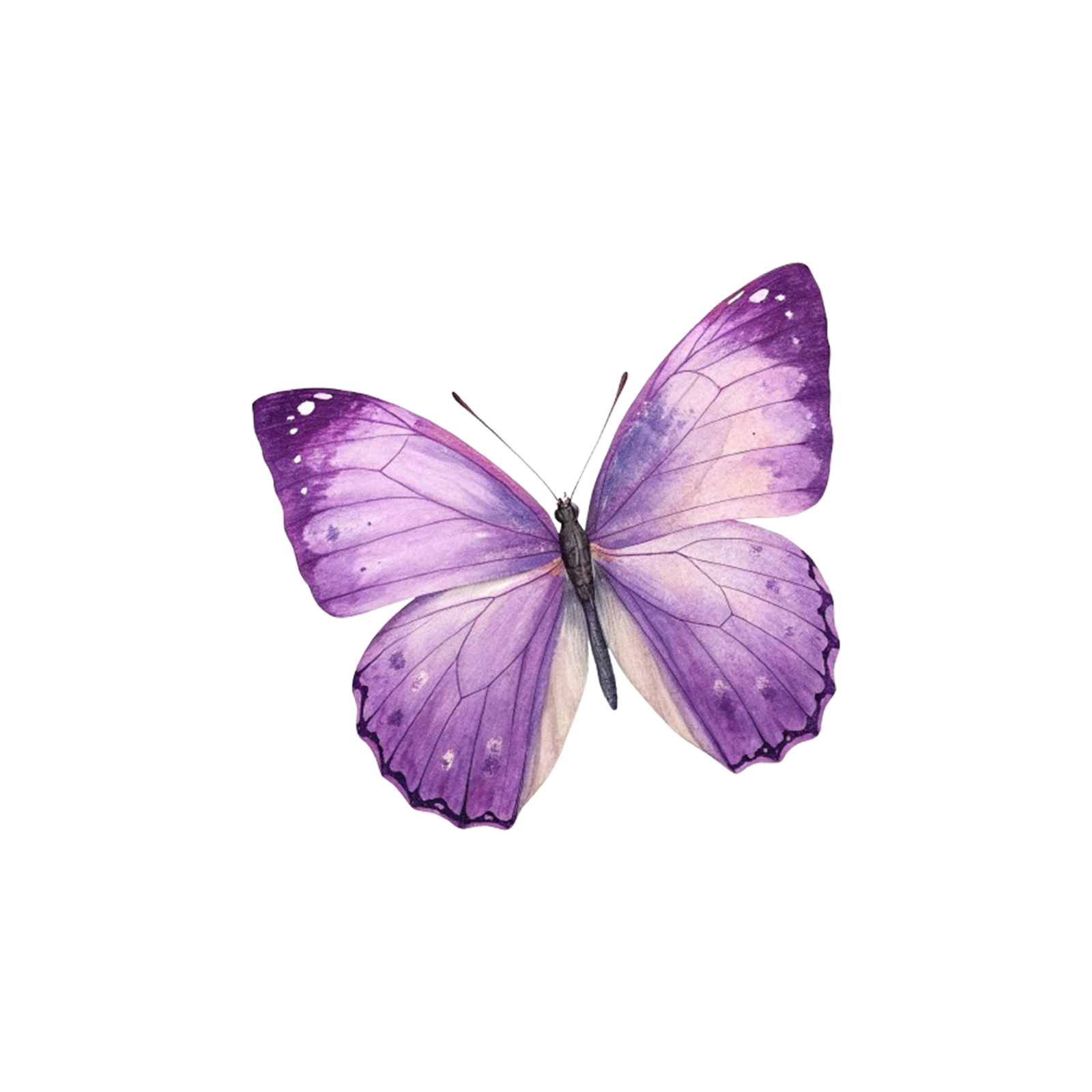 a purple butterfly on a white background