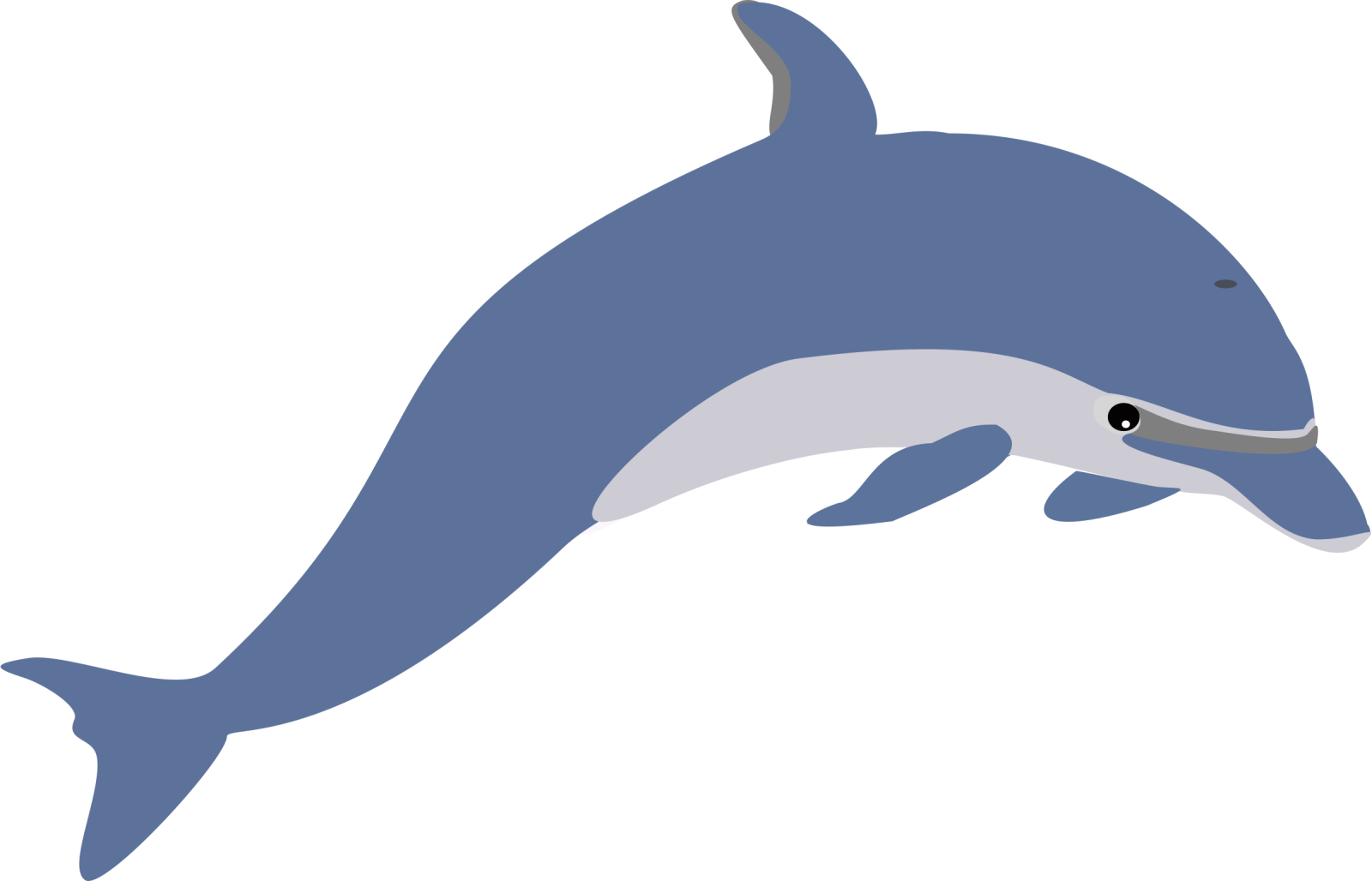 a dolphin jumping in the air