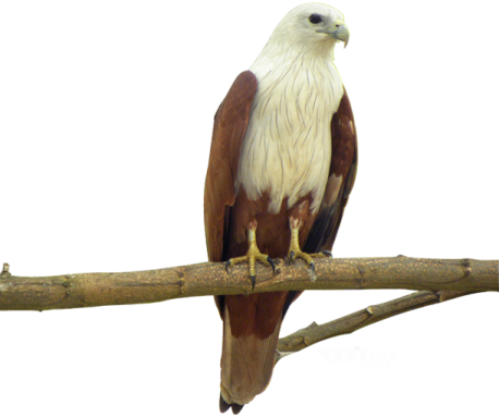 an eagle perched on a branch