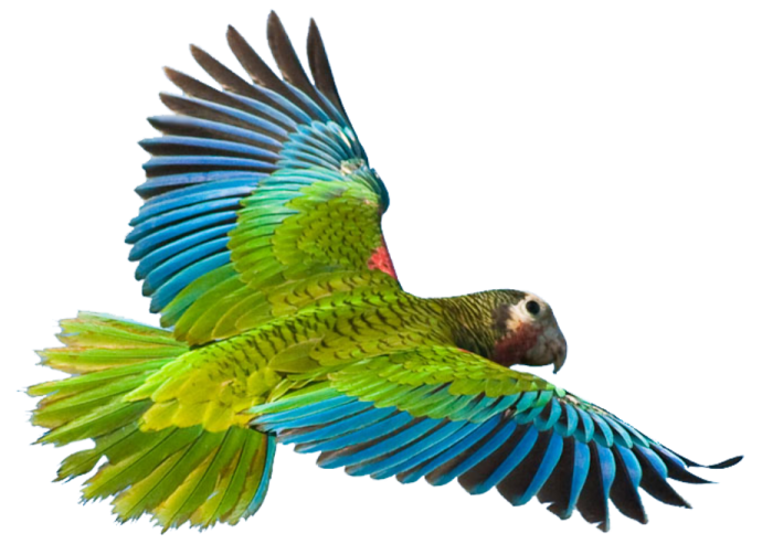 a parrot flying in the air with its wings spread