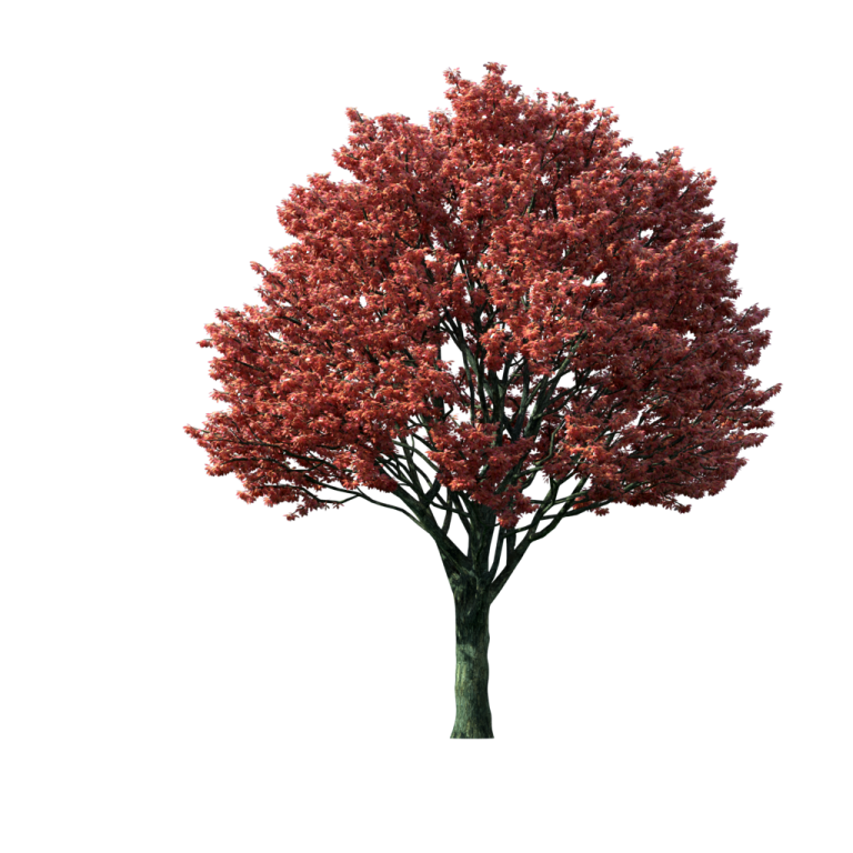 a red tree on a white background