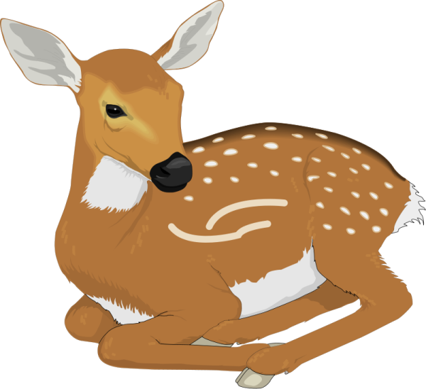 a deer laying down on the ground