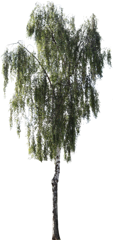 a tree with green leaves on it's branches