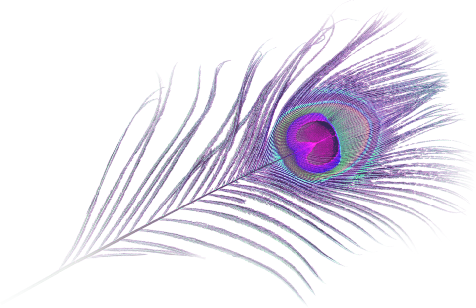 a purple peacock feather on a white background