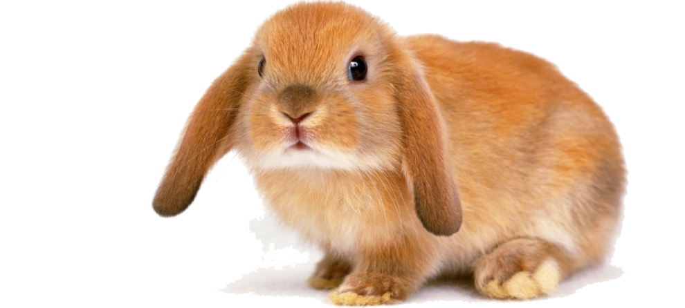 a small brown rabbit on a white background