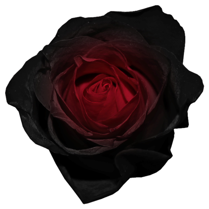 a red rose on a white background