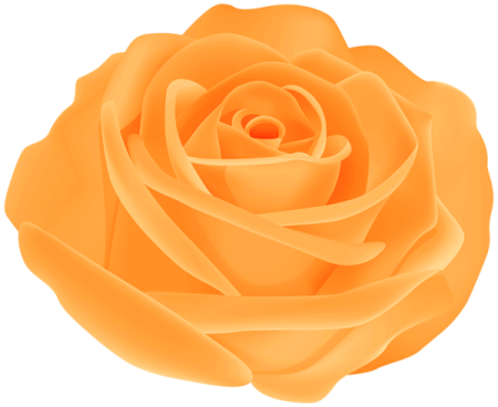 a yellow rose on white background