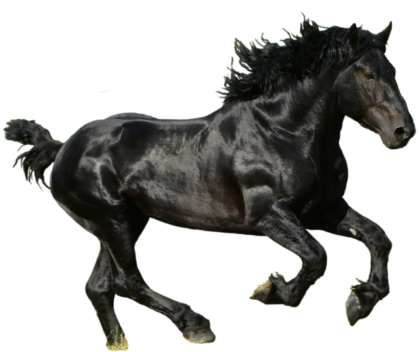 a black horse running on a white background