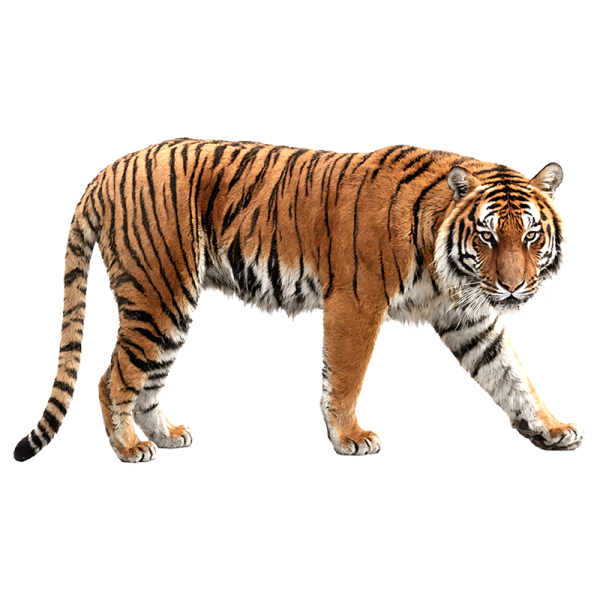 a tiger walking across a white surface