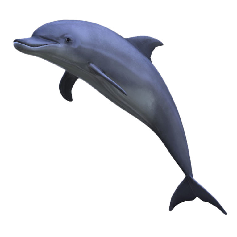 a dolphin is jumping in the air