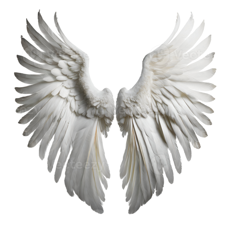 a pair of white wings on a white background