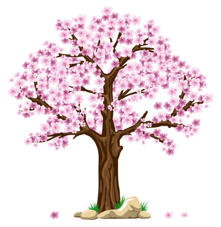a cherry tree with pink flowers
