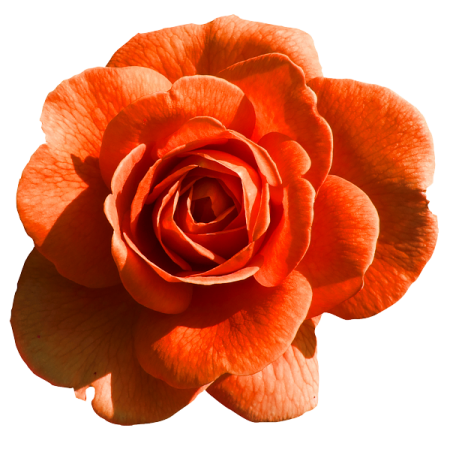 a single orange rose on a white background
