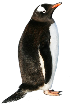 a penguin standing on top of a white surface