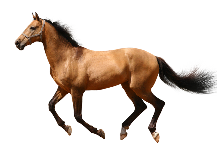 a brown horse running on a white background