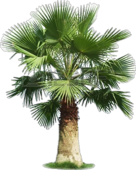 a palm tree on a white background