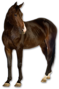 a brown horse standing in front of a white background