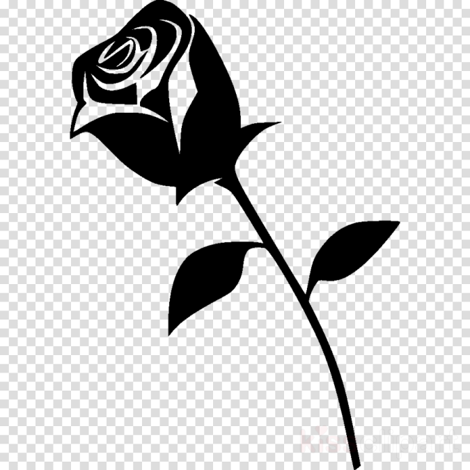 a black rose on a transparent background