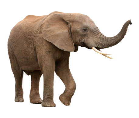 an elephant is standing in front of a white background