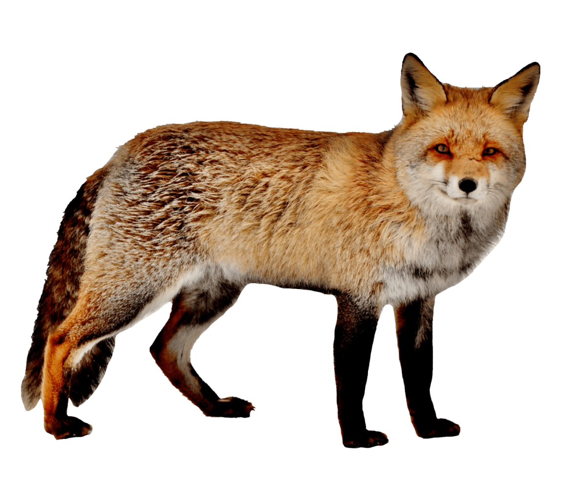 a close up of a fox on a white background