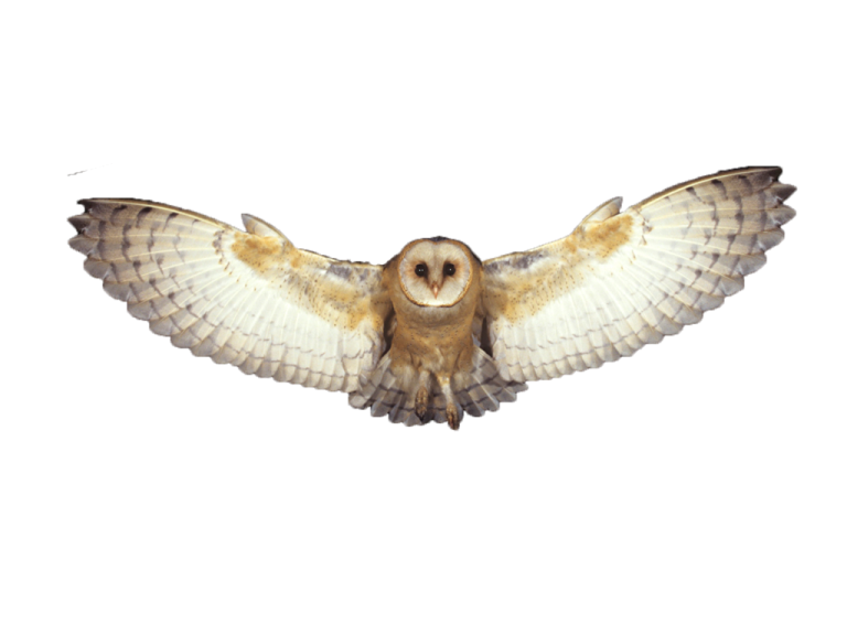 a barn owl spreads its wings