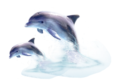 three dolphins jumping out of the water