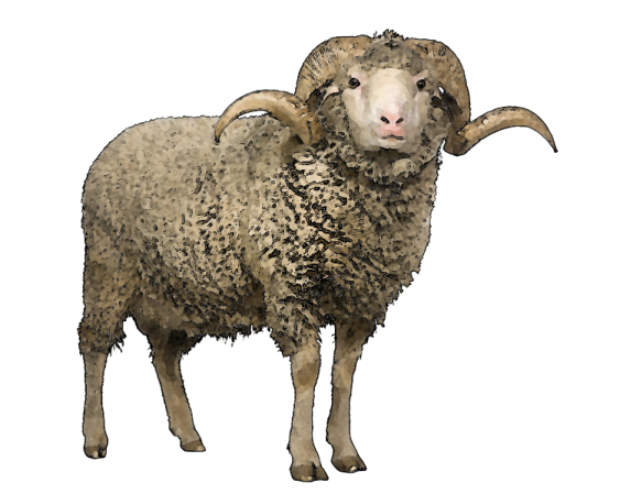 a drawing of a sheep standing on a white background