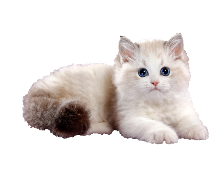 a white kitten with blue eyes laying down