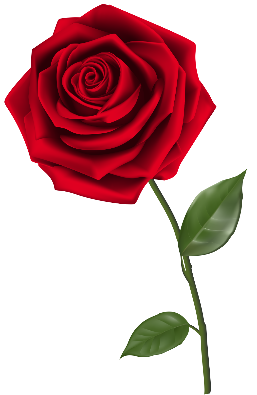 a red rose on a white background