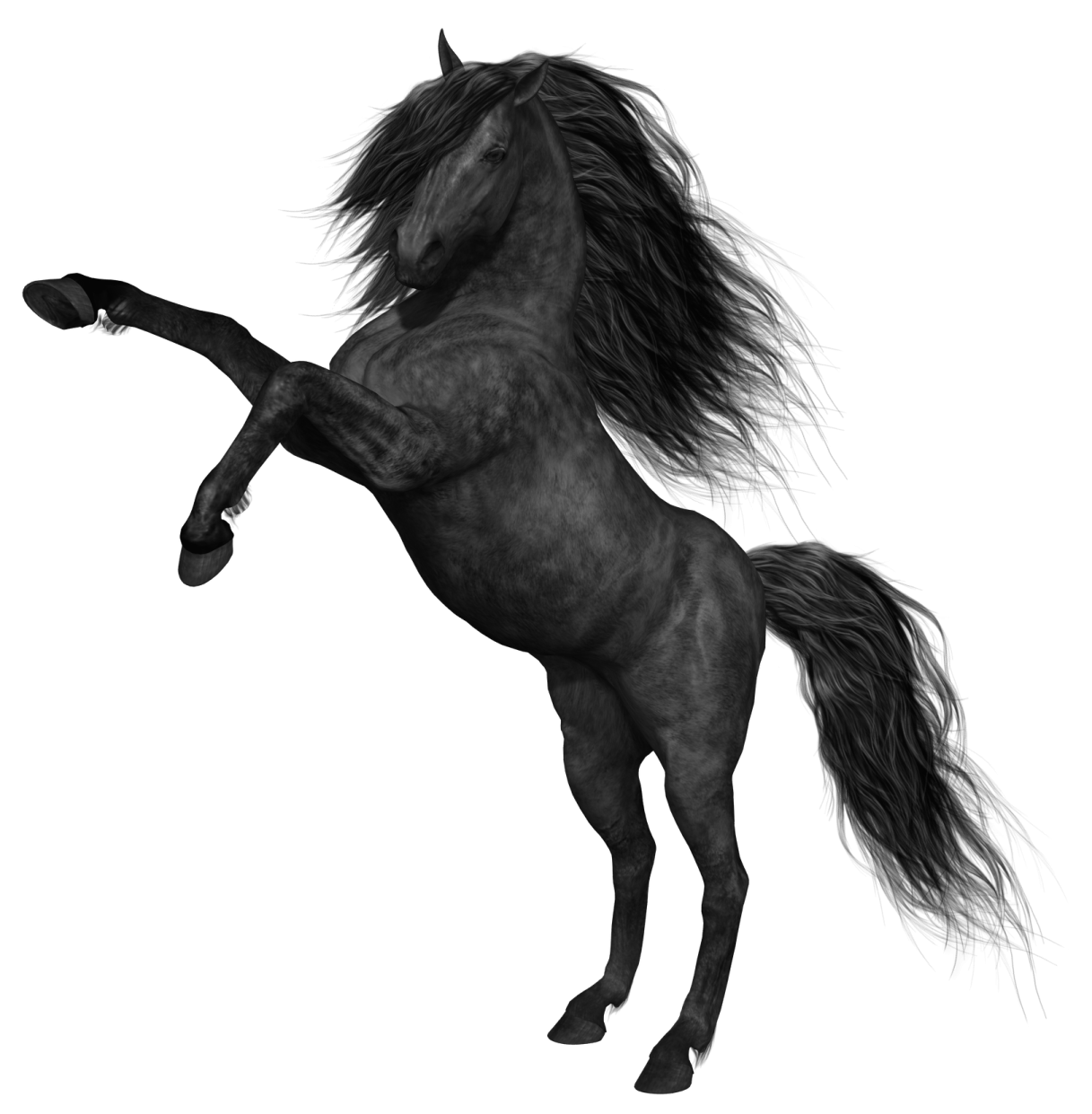 a black horse is standing on its hinds
