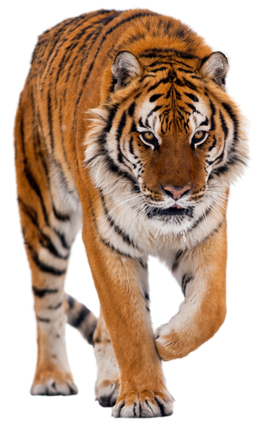 a tiger is walking in the snow