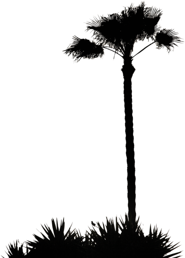 a black and white silhouette of a palm tree