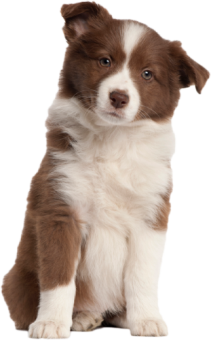a brown and white puppy sitting on the ground