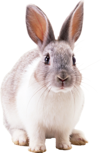 a gray and white rabbit on a white background