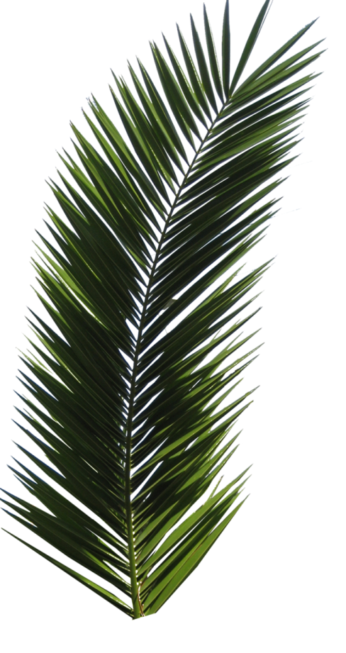 a palm leaf on a white background