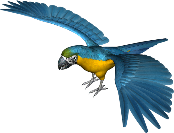 a blue and yellow parrot flying in the air