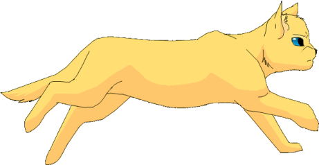 a yellow cat with blue eyes