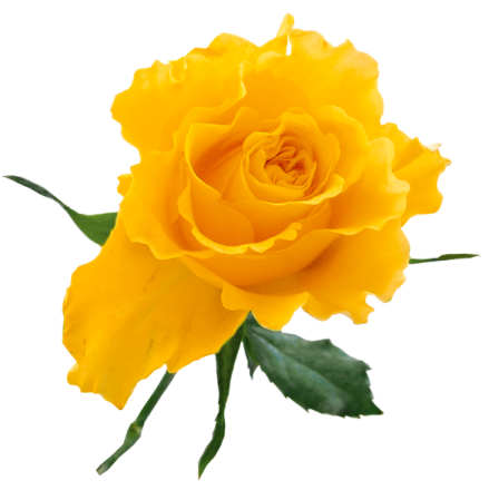 a yellow rose on a white background