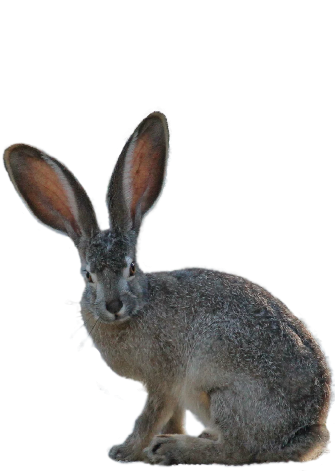 a small rabbit sitting on the ground