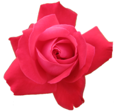 a pink rose on a white background