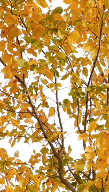 a tree with yellow leaves on it