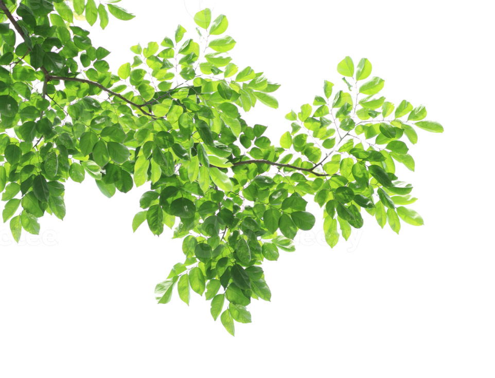 green leaves on white background