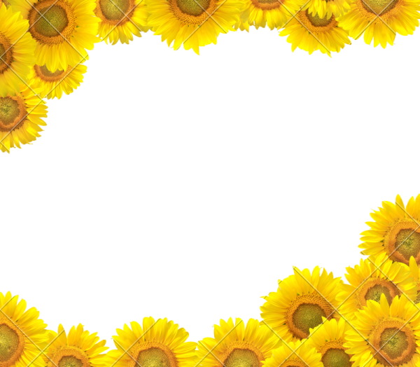 sunflowers on a white background