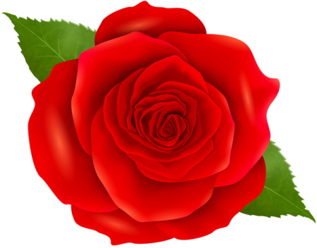 a red rose with green leaves