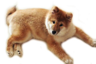 a small brown dog laying on top of a white surface